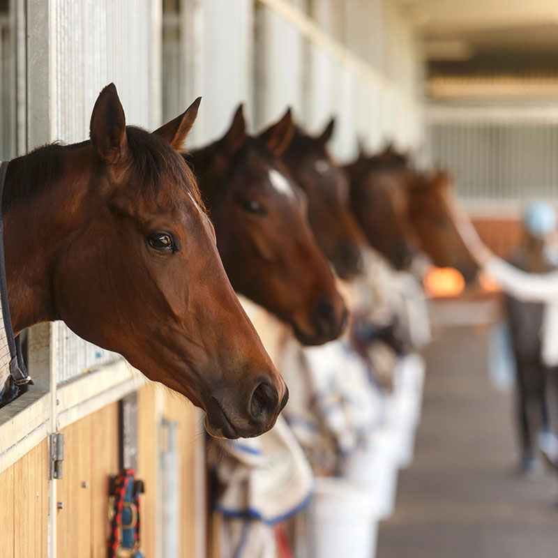 Our Trainers | Brisbane Racing Club