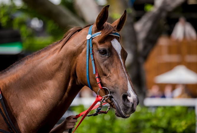 #RaceAtYourPlace | Brisbane Racing Club
