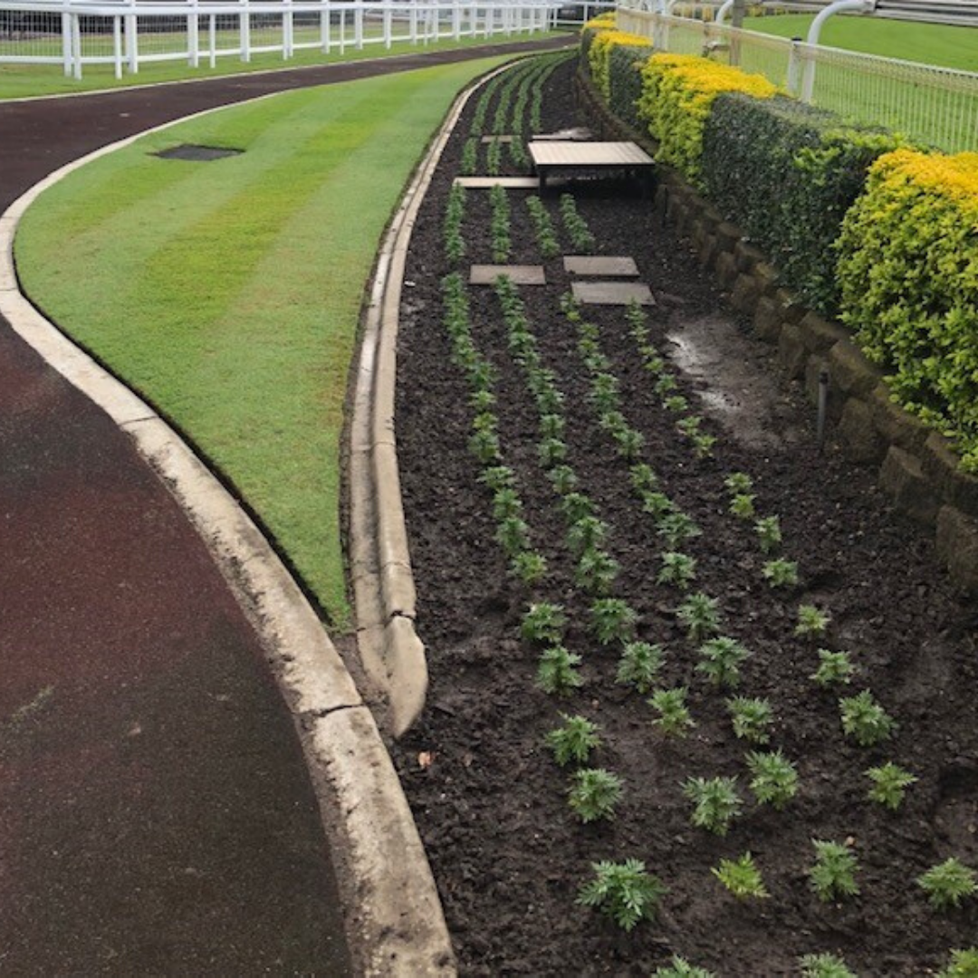 Marigolds_newly_planted