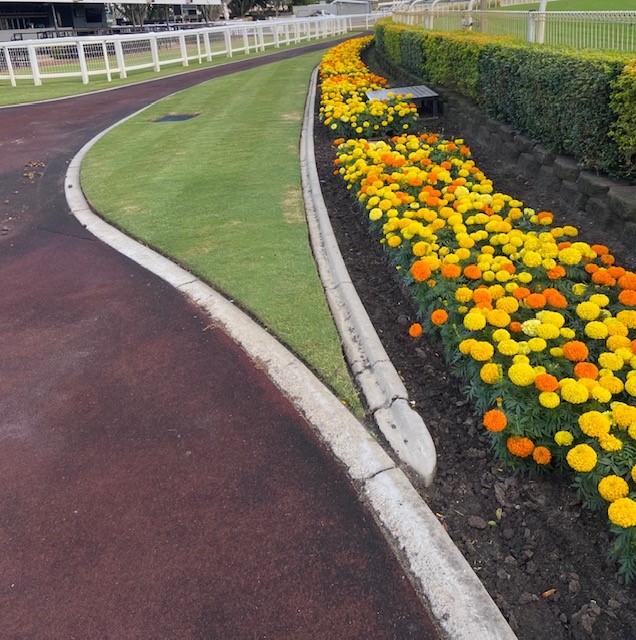 Marigolds One Week out ....May 2020