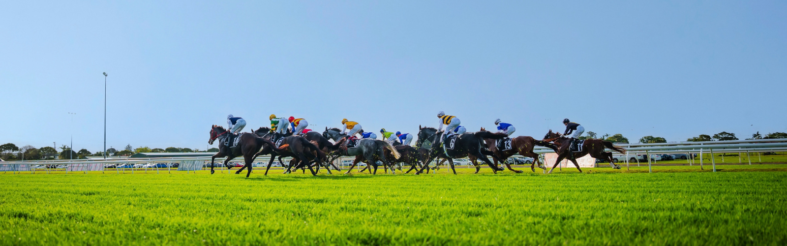 horses running