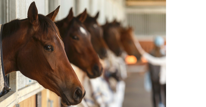 Eagle-Farm-Horse-Stables