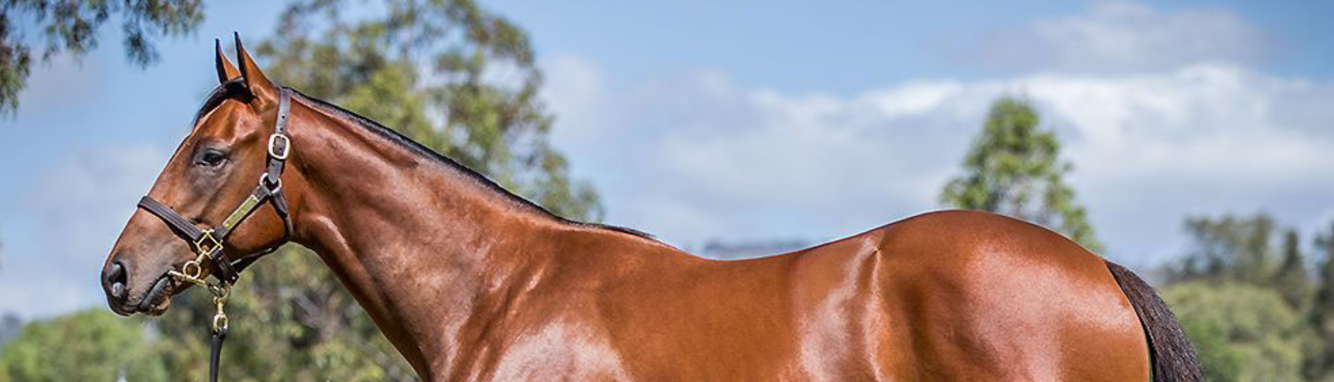 Benefits of Using a Bloodstock Agent | Brisbane Racing Club