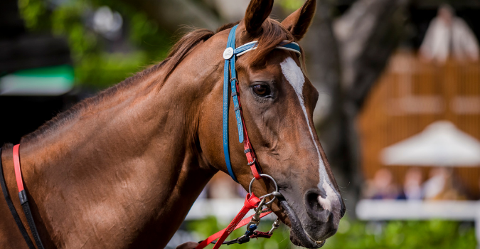 Summer of Racing | Brisbane Racing Club 